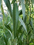 Thumbnail for File:Salix babylonica leaf close-up.jpg