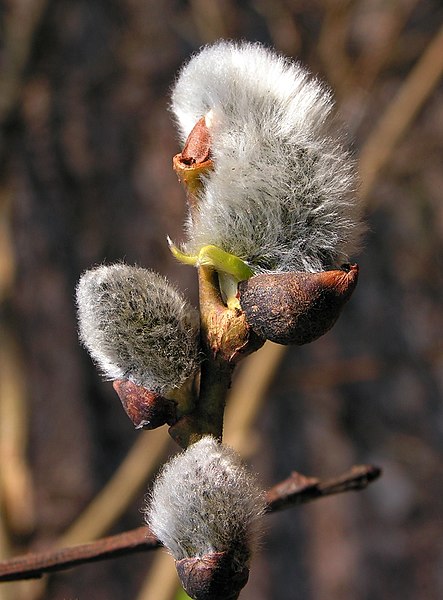 File:Salix caprea20110423 109.jpg