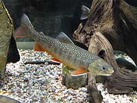 A juvenile arctic char