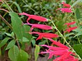 Salvia elegans potted plant