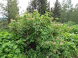 Sambucus racemosa var. racemosa, or red elderberry