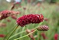 Sanguisorba tenuifolia