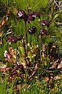 Sarracenia purpurea Flowers.JPG
