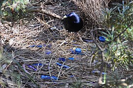 A male satin bowerbird guards its bower from rival males in the hope of attracting females with its decorations.