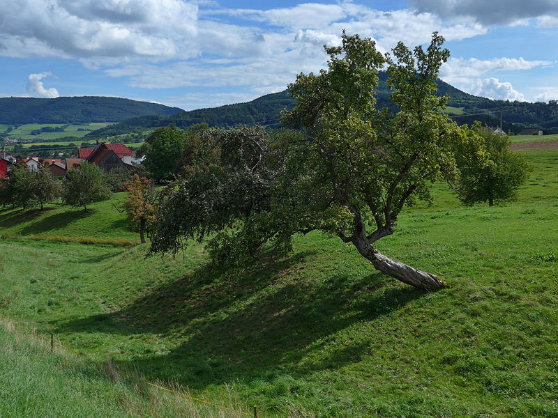 File:Schiefer Apfelbaum.jpg