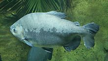 The tambaqui, an important species in Amazonian fisheries, breeds in the Amazon River Schwarzer Pacu Colossoma macropomum Tierpark Hellabrunn-1.jpg