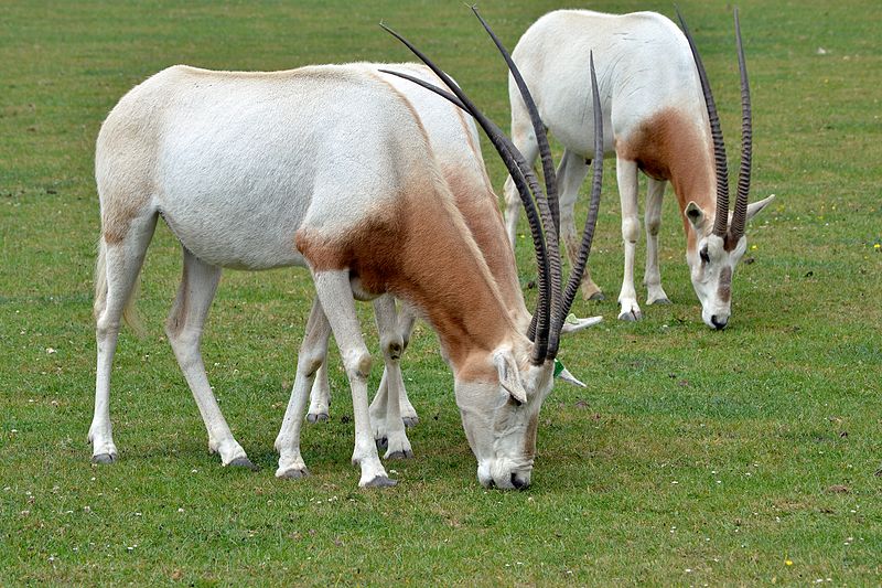 File:Scimitar oryx1.jpg