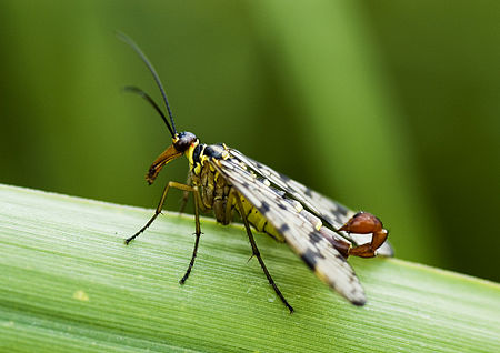 Scorpion fly.jpg