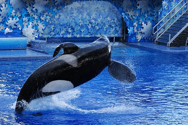 Tilikum at SeaWorld Orlando (2009)