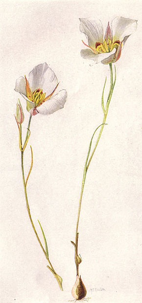 Sego veya Mariposa Lily (NGM XXXI p512) image .jpg'nin açıklaması.