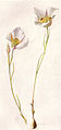 Sego or Mariposa Lily (NGM XXXI p512).jpg