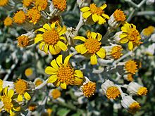 Senecio cineraria 003.JPG