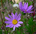 Miniatuur voor Senecio glastifolius