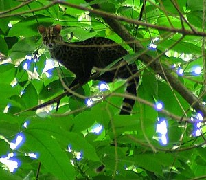 Serval-Ginsterkatze: Merkmale, Verbreitung und Lebensräume, Lebensweise