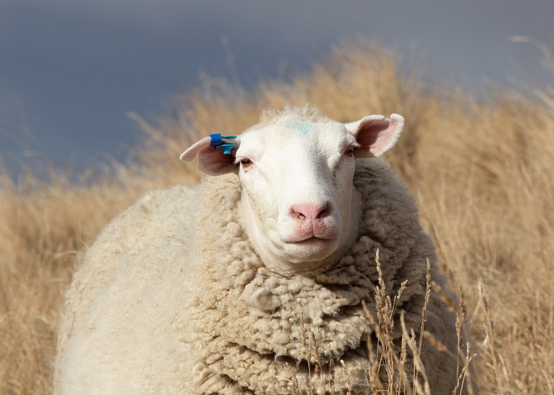 File:Sheep on the sides of Sugarloaf (496m), Christchurch, New Zealand 03.jpg