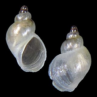 <i>Zeradina translucida</i> Species of gastropod