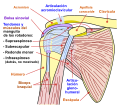 Diagrama de la articulación del hombro humano, vista frontal