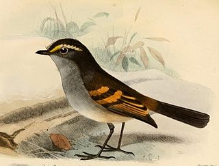 <span class="mw-page-title-main">Golden-browed chat-tyrant</span> Species of bird