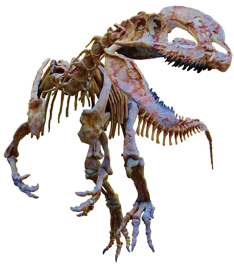 Sinosaurus triassicus - Wikipedia