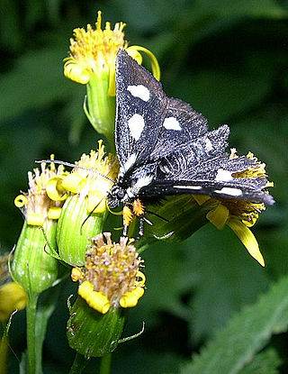 <i>Alypia langtoni</i> Species of moth