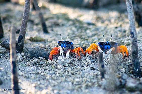 Cute litte blue crab in Bantayan, Cordova, Cebu