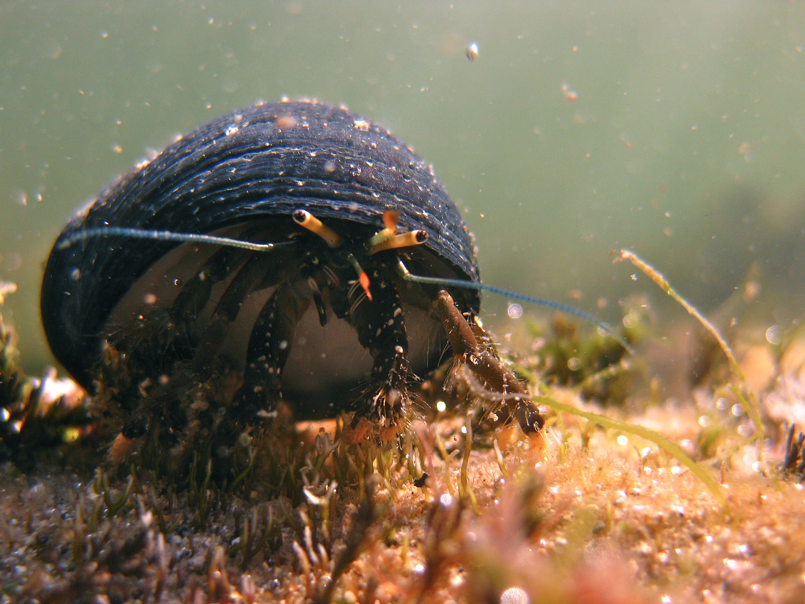 File:Very small crab, caught on a fishing rod.jpg - Wikimedia Commons