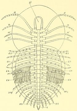 This trilobite species is Asaphiscus wheeleri.