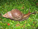 Caracol en Ubud, Bali, 2010 (1) .jpg