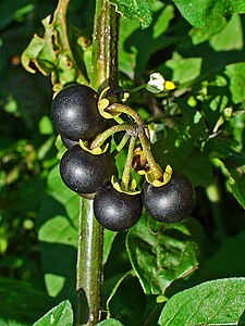 Solanum nigrum Fruits