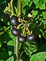 Fruits de morelle noire.
