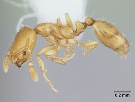 Solenopsis clytemnestra