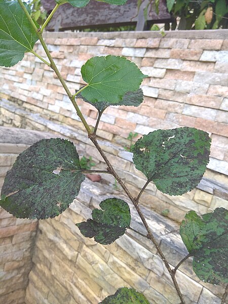 File:Sooty mould on leaves of Morus nigra.jpg