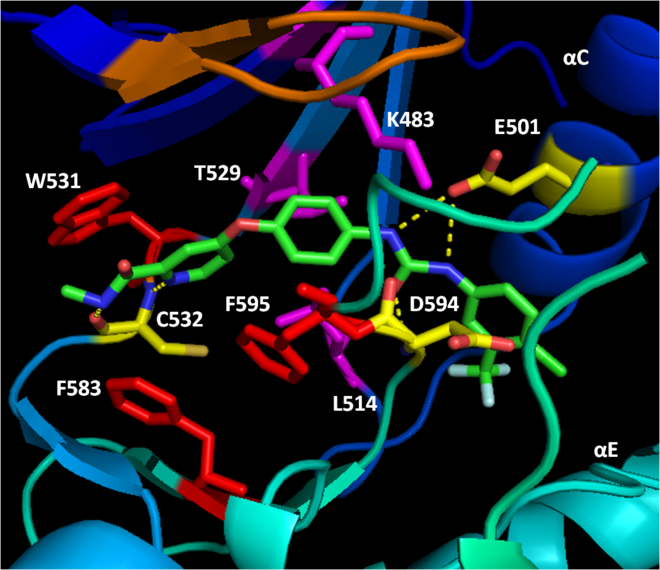 Figure 3: B-Raf kinase domain locked in the inactive conformation by bound BAY43-9006. Hydrophobic interactions anchor BAY43-9006 in the ATP binding site while urea group hydrogen-bonding traps D594 of the DFG motif.  The BAY43-9006 trifluoromethyl phenyl ring further prohibits DFG motif and activation loop movement to the active confermer via steric blockage.