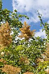 Sorbaria arborea - Panicules en fin de floraison.jpg