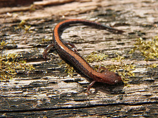 Southern red-backed salamander species of amphibian