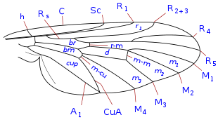 Schema della nervatura alare nei generi Spania e Ptiolina.Nervature longitudinali: C: costa; Sc: subcosta; R: radio; M: media; Cu: cubito; A: anale.
Nervature trasversali: h: omerale; r-m: radio-mediale; m-m: mediale; m-cu: medio-cubitale.
Cellule: d: discale; br: prima basale; bm: seconda basale;  r1: marginale; m1: seconda posteriore; m2: terza posteriore; m3: quarta posteriore; cup: cellula cup.
