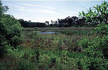 Five hundred Spanish soldiers marched four days through marsh, forest tangle, fierce winds, and heavy rainfall to an encampment near Fort Caroline. This is where Menendez and his men camped, exhausted and weary, the night before the attack on and capture of the fort. Spanish Pond.jpg