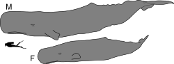 Sperm whale male and female size.svg