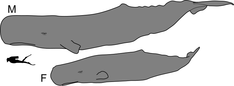 File:Sperm whale male and female size.svg