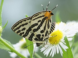 Cigaritis takanonis