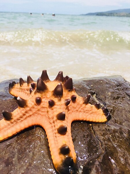 File:Spiny Starfish.jpg