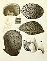 Spongiaires de la mer Caraïbe (Pl. III) (7643322458).jpg
