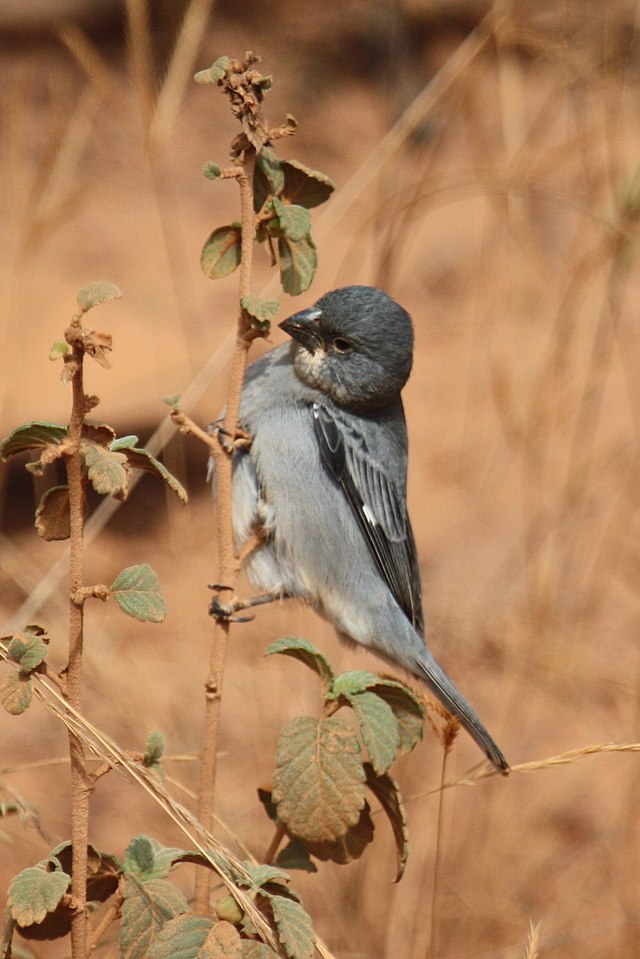 Dubois's Seedeater Also Know Papa Capim Perched Branch Species Sporophila  Stock Photo by ©f.calmon.me.com 616498706