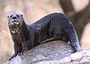 Spotted-necked otter 1.jpg