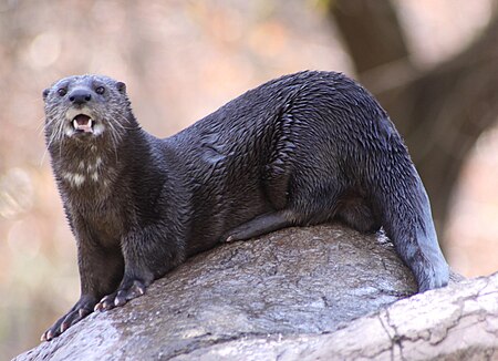 Tập_tin:Spotted-necked_otter_1.jpg