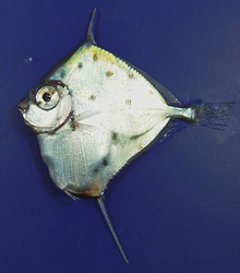 Tinselfish tacheté (Xenolepidichthys dalgleishi) cropped.png