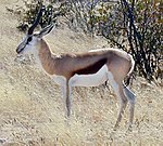 Springbok.JPG 