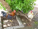 Coq et poule sri lankais.Category:GalliformesCategory:animals in Sri LankaCategory:Unknown BirdsCategory:Unknown species