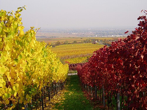 Weinberg in St Martin, Pfalz, in Herbstfarben