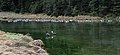 Paradise shelducks (Tadorna variegata) & Canada geese (Branta canadensis) in the back